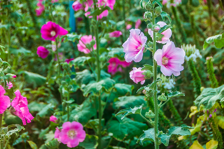 Old-fashioned and magical hollyhocks
