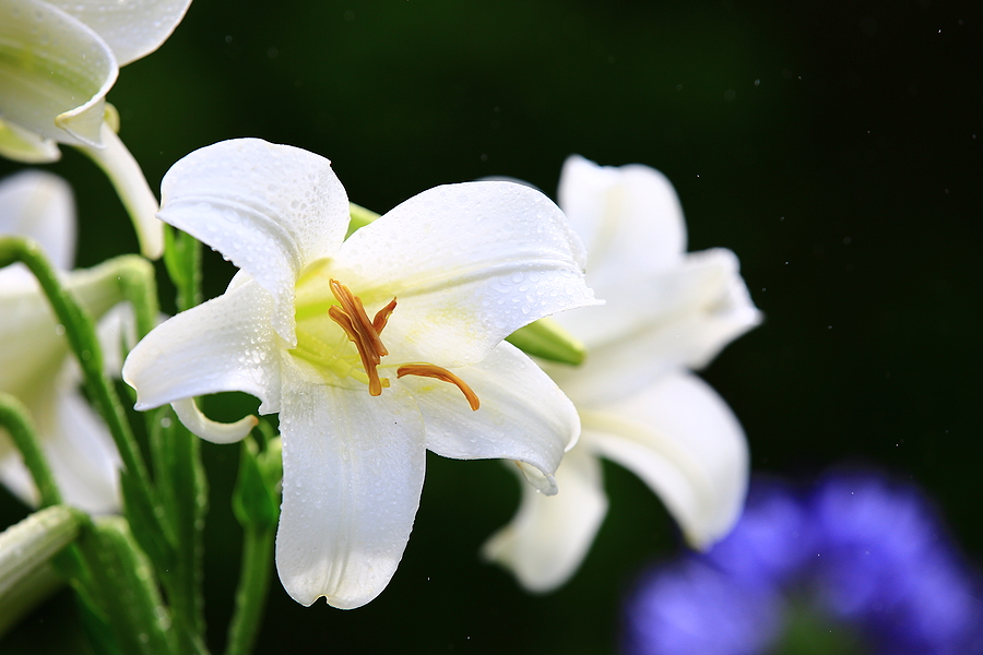white lily